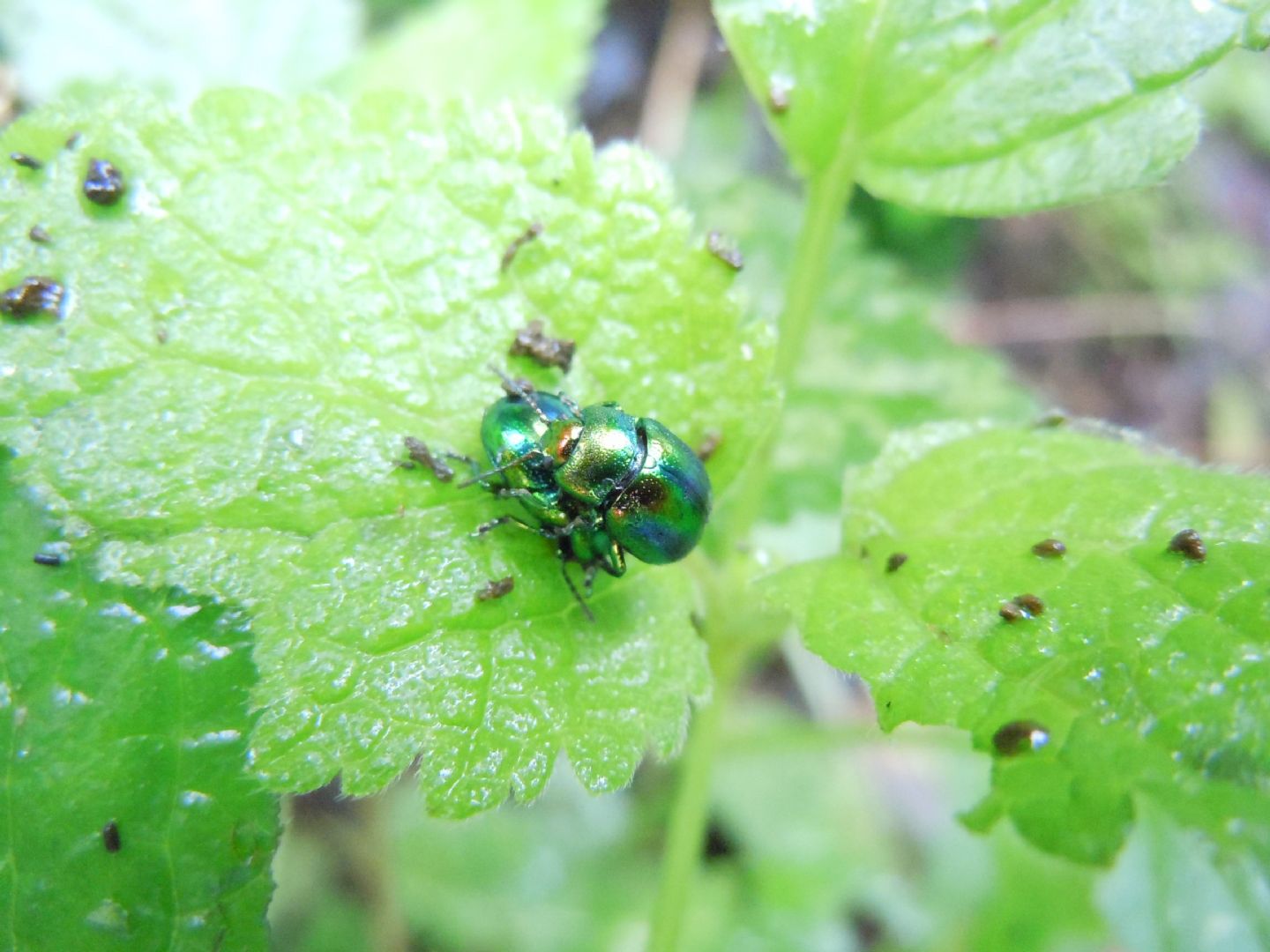 Chrysolina fastuosa, Chrysomelidae